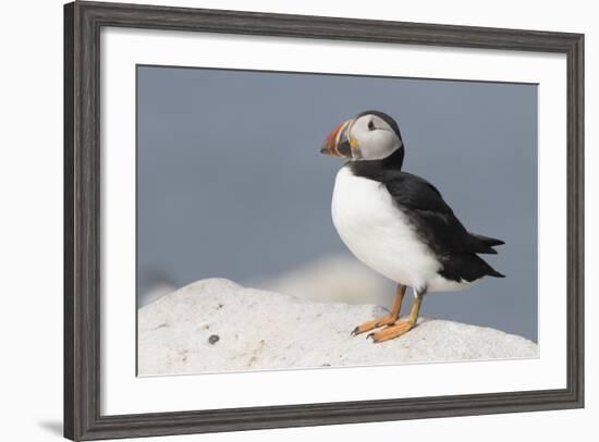 Atlantic Puffin-null-Framed Photographic Print