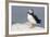 Atlantic Puffin-null-Framed Photographic Print