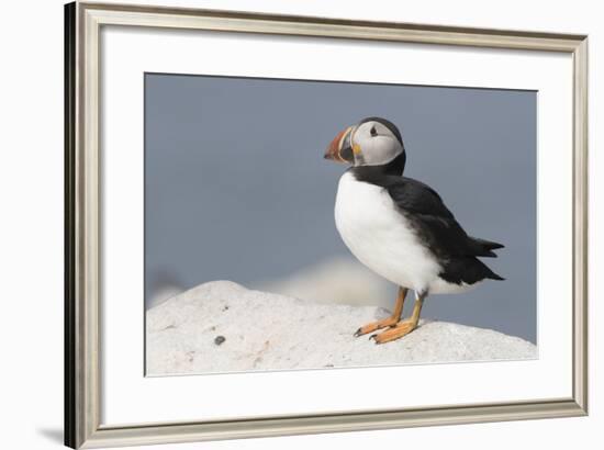 Atlantic Puffin-null-Framed Photographic Print