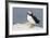 Atlantic Puffin-null-Framed Photographic Print