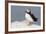 Atlantic Puffin-null-Framed Photographic Print