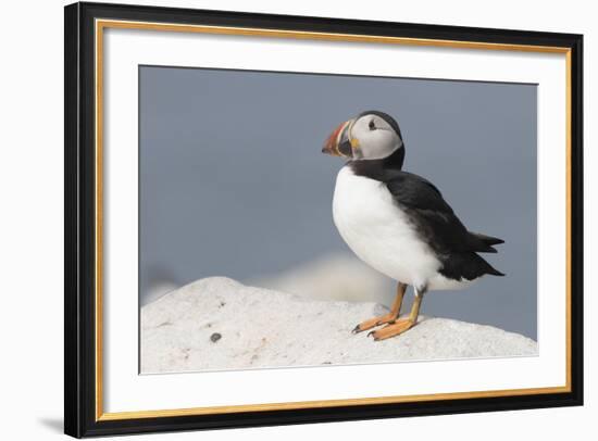 Atlantic Puffin-null-Framed Photographic Print