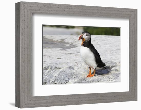 Atlantic Puffin-null-Framed Photographic Print