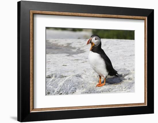 Atlantic Puffin-null-Framed Photographic Print