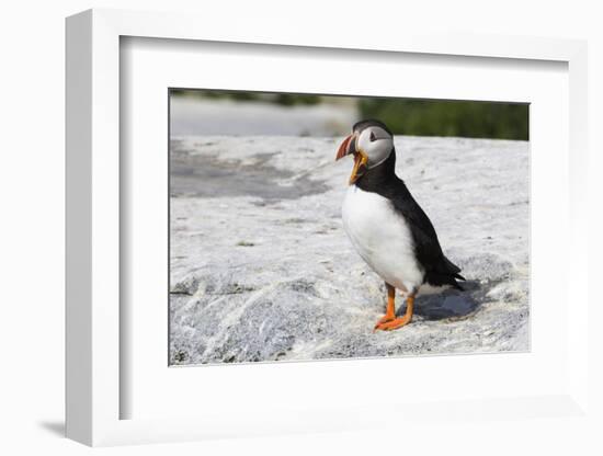 Atlantic Puffin-null-Framed Photographic Print