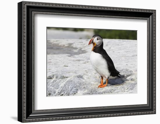 Atlantic Puffin-null-Framed Photographic Print