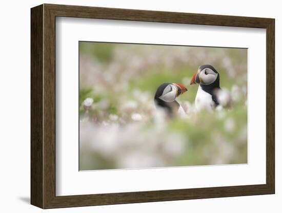 Atlantic puffins amongst Sea campion, Skomer Island, Wales-Ross Hoddinott-Framed Photographic Print