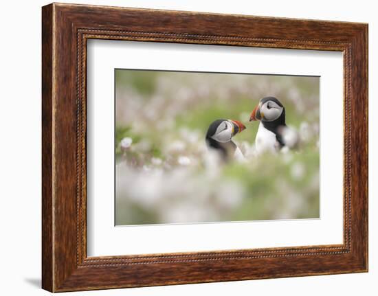 Atlantic puffins amongst Sea campion, Skomer Island, Wales-Ross Hoddinott-Framed Photographic Print