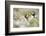 Atlantic puffins amongst Sea campion, Skomer Island, Wales-Ross Hoddinott-Framed Photographic Print