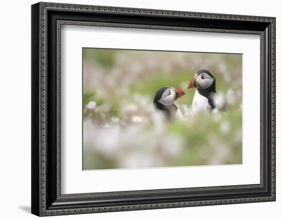 Atlantic puffins amongst Sea campion, Skomer Island, Wales-Ross Hoddinott-Framed Photographic Print