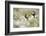 Atlantic puffins amongst Sea campion, Skomer Island, Wales-Ross Hoddinott-Framed Photographic Print