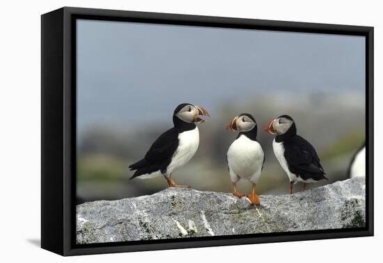 Atlantic Puffins, Machias Seal Island, Canada-Richard and Susan Day-Framed Premier Image Canvas