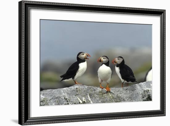 Atlantic Puffins, Machias Seal Island, Canada-Richard and Susan Day-Framed Photographic Print