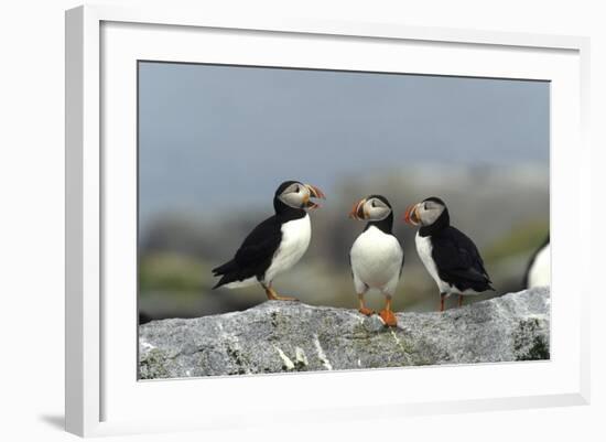 Atlantic Puffins, Machias Seal Island, Canada-Richard and Susan Day-Framed Photographic Print