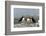 Atlantic Puffins, Machias Seal Island, Canada-Richard and Susan Day-Framed Photographic Print
