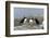 Atlantic Puffins, Machias Seal Island, Canada-Richard and Susan Day-Framed Photographic Print