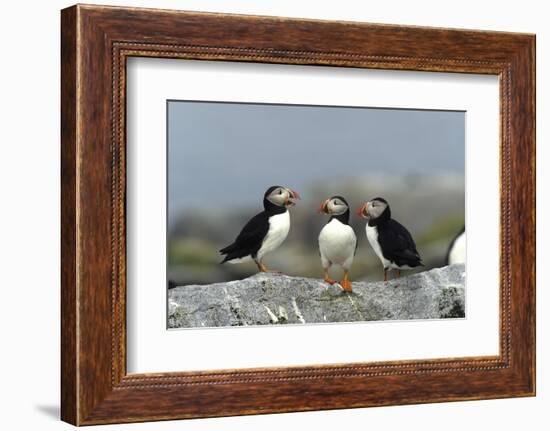 Atlantic Puffins, Machias Seal Island, Canada-Richard and Susan Day-Framed Photographic Print