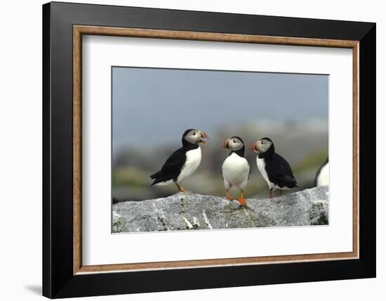 Atlantic Puffins, Machias Seal Island, Canada-Richard and Susan Day-Framed Photographic Print