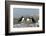 Atlantic Puffins, Machias Seal Island, Canada-Richard and Susan Day-Framed Photographic Print