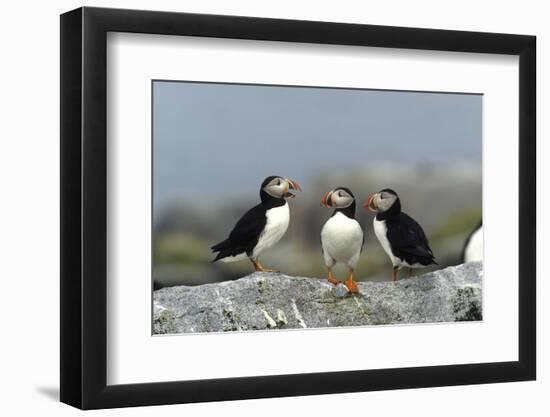 Atlantic Puffins, Machias Seal Island, Canada-Richard and Susan Day-Framed Photographic Print