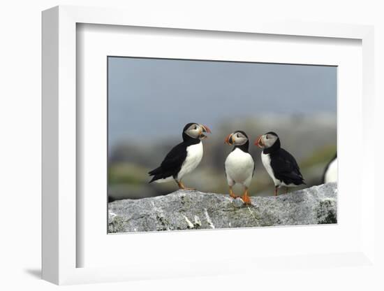 Atlantic Puffins, Machias Seal Island, Canada-Richard and Susan Day-Framed Photographic Print