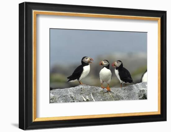 Atlantic Puffins, Machias Seal Island, Canada-Richard and Susan Day-Framed Photographic Print