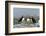 Atlantic Puffins, Machias Seal Island, Canada-Richard and Susan Day-Framed Photographic Print