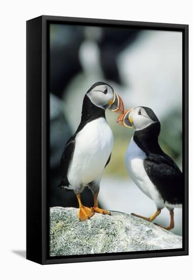 Atlantic Puffins, Machias Seal Island, Maine-Richard and Susan Day-Framed Premier Image Canvas