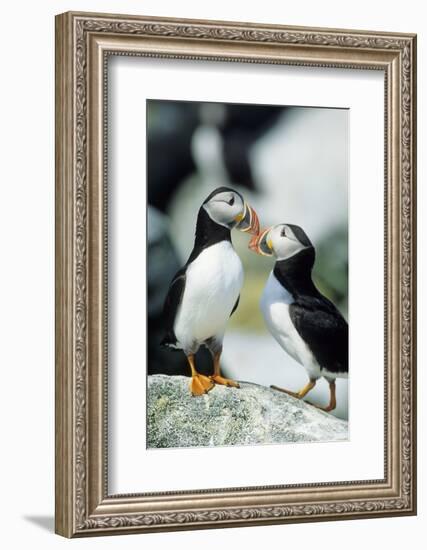 Atlantic Puffins, Machias Seal Island, Maine-Richard and Susan Day-Framed Photographic Print