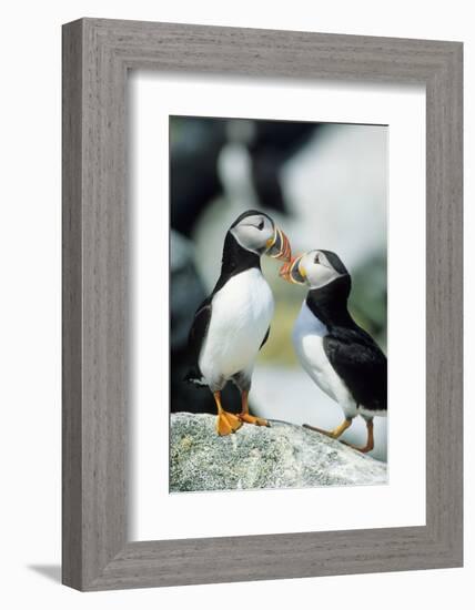 Atlantic Puffins, Machias Seal Island, Maine-Richard and Susan Day-Framed Photographic Print