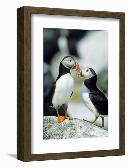 Atlantic Puffins, Machias Seal Island, Maine-Richard and Susan Day-Framed Photographic Print