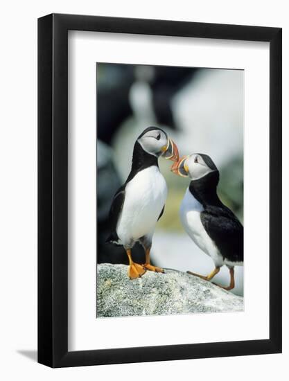 Atlantic Puffins, Machias Seal Island, Maine-Richard and Susan Day-Framed Photographic Print