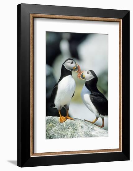 Atlantic Puffins, Machias Seal Island, Maine-Richard and Susan Day-Framed Photographic Print