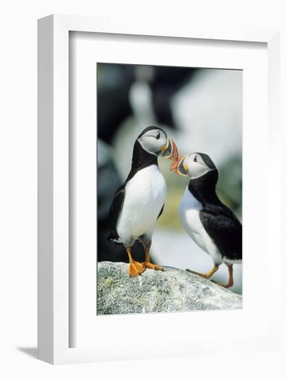 Atlantic Puffins, Machias Seal Island, Maine-Richard and Susan Day-Framed Photographic Print