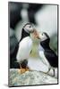 Atlantic Puffins, Machias Seal Island, Maine-Richard and Susan Day-Mounted Photographic Print