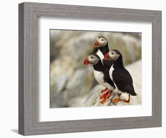 Atlantic Puffins on Machias Seal Island Off the Coast of Cutler, Maine, USA-Chuck Haney-Framed Photographic Print