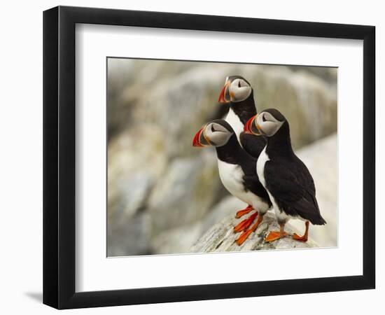 Atlantic Puffins on Machias Seal Island Off the Coast of Cutler, Maine, USA-Chuck Haney-Framed Photographic Print