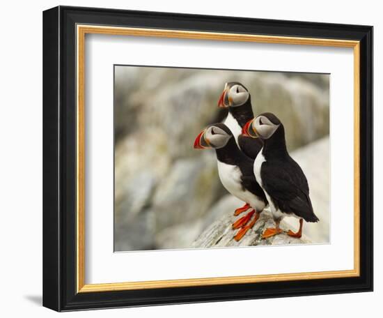 Atlantic Puffins on Machias Seal Island Off the Coast of Cutler, Maine, USA-Chuck Haney-Framed Photographic Print