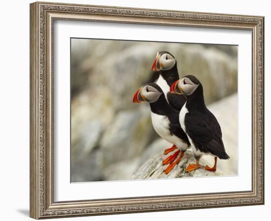 Atlantic Puffins on Machias Seal Island Off the Coast of Cutler, Maine, USA-Chuck Haney-Framed Photographic Print