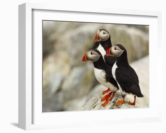 Atlantic Puffins on Machias Seal Island Off the Coast of Cutler, Maine, USA-Chuck Haney-Framed Photographic Print