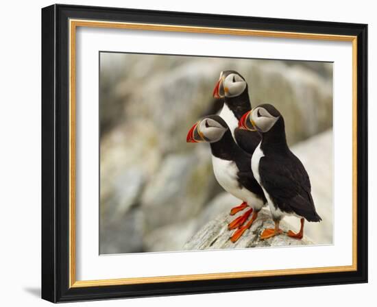 Atlantic Puffins on Machias Seal Island Off the Coast of Cutler, Maine, USA-Chuck Haney-Framed Photographic Print