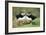 Atlantic Puffins Pair-null-Framed Photographic Print