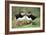 Atlantic Puffins Pair-null-Framed Photographic Print