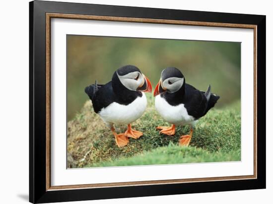 Atlantic Puffins Pair-null-Framed Photographic Print