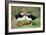 Atlantic Puffins Pair-null-Framed Photographic Print