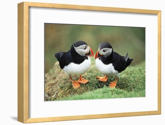 Atlantic Puffins Pair-null-Framed Photographic Print