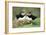 Atlantic Puffins Pair-null-Framed Photographic Print