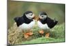 Atlantic Puffins Pair-null-Mounted Photographic Print