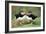 Atlantic Puffins Pair-null-Framed Photographic Print