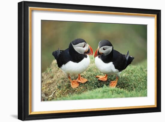 Atlantic Puffins Pair-null-Framed Photographic Print